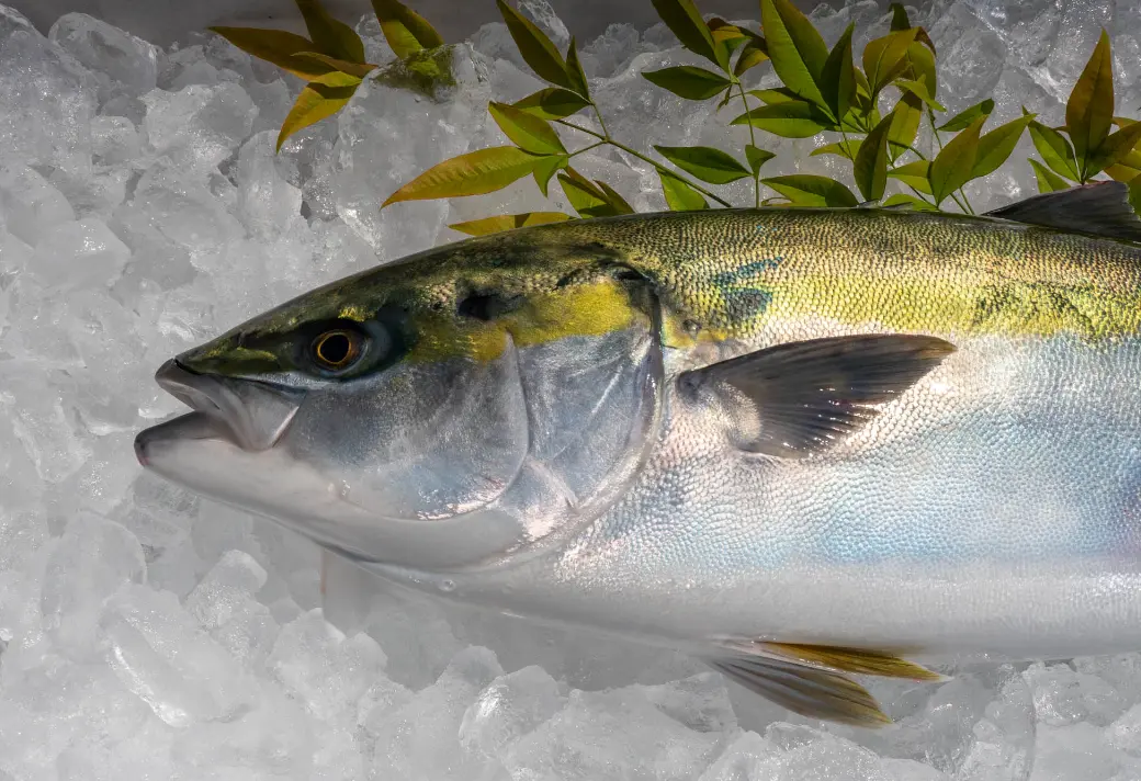 コロナ禍で余ったブリを販売!