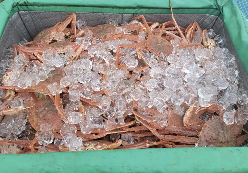 大量発生したオオズワイガニを新たな収入源に!